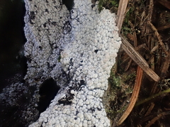 Fuligo cinerea