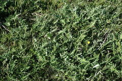 Echinops ritro ruthenicus