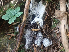 Fuligo cinerea