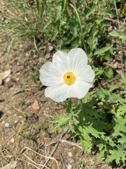 Argemone albiflora