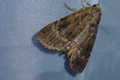 Amphipyra pyramidea