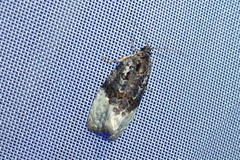 Apotomis betuletana