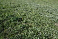 Echinops ritro ruthenicus