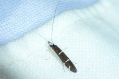 Athripsodes albifrons