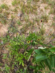 Rudbeckia amplexicaulis