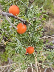 Ibervillea tenuisecta