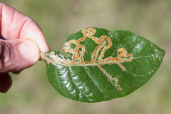 Phyllocnistis hyperpersea