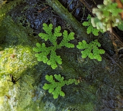 Azolla