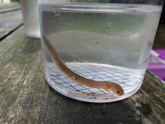 Pseudotriton ruber