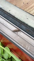 Melanoplus bivittatus