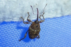 Curculio glandium