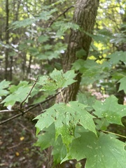 Vasates aceriscrumena