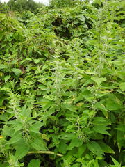 Urtica gracilis