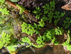 Azolla