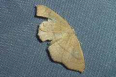 Cyclophora punctaria