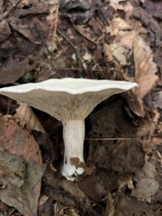 Lactifluus piperatus