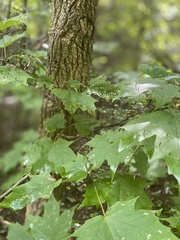 Vasates aceriscrumena