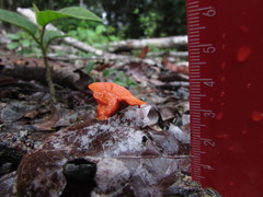 Pycnoporus sanguineus image