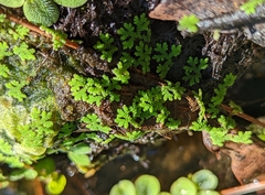 Azolla