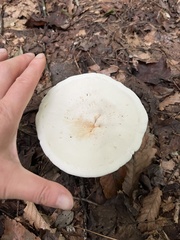 Lactifluus piperatus