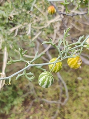 Ibervillea tenuisecta