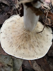 Lactifluus piperatus