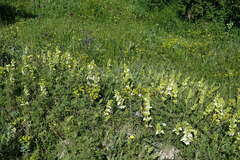 Salvia scabiosifolia