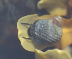 Littorina