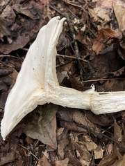 Lactifluus piperatus