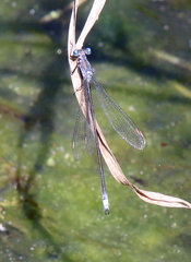 Lestes eurinus