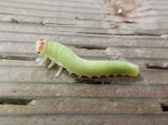 Trichiosoma triangulum