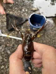 Cambarus robustus