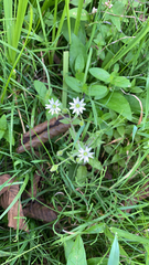 Stellaria aquatica