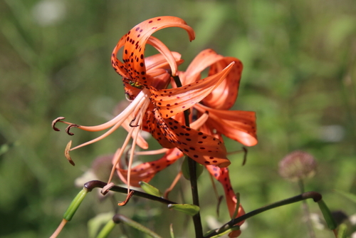 Tiger lily (Lilium lancifolium)
