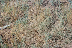 Schedonnardus paniculatus