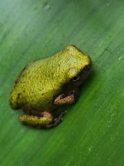 Hyla