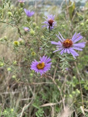 Symphyotrichum oblongifolium