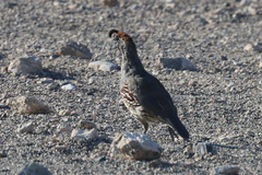 Callipepla gambelii