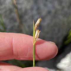 Juncus drummondii