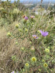 Symphyotrichum oblongifolium