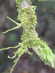 Homalothecium nuttallii