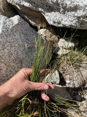 Juncus drummondii