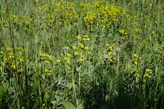 Euphorbia glareosa