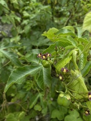 Jatropha gossypiifolia
