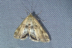 Cataclysta lemnata
