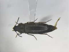 Scotochroa buprestoides