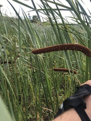 Typha angustifolia