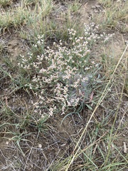 Eriogonum effusum