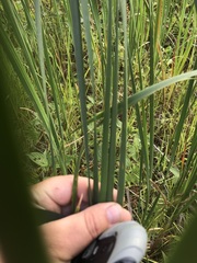 Typha angustifolia