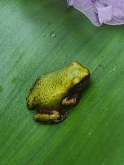 Hyla